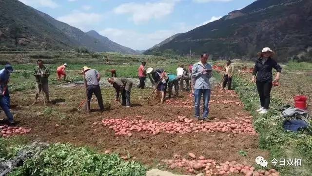 白杨沟村民委员会，迈向现代化交通新篇章的交通新闻报道