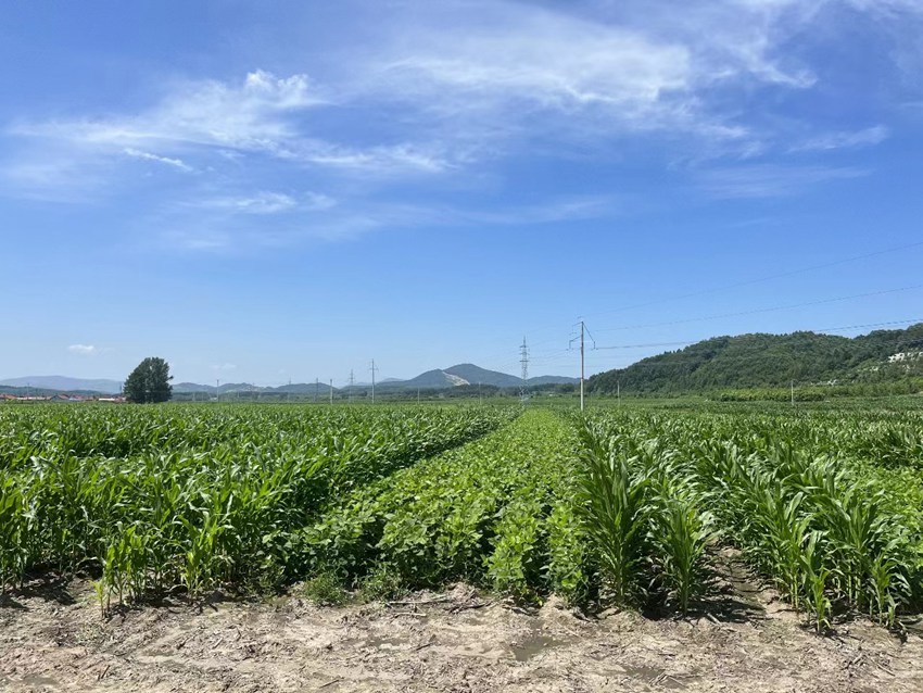 天岗镇未来繁荣蓝图，最新发展规划揭秘