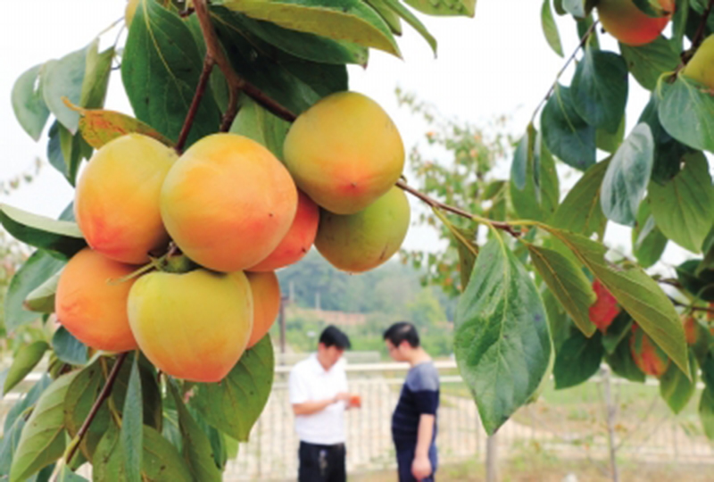 李子沟村民委员会最新招聘启事概览