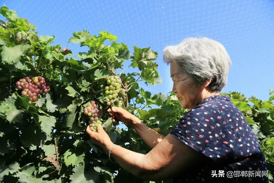 张达村最新项目启动，乡村振兴新篇章开启