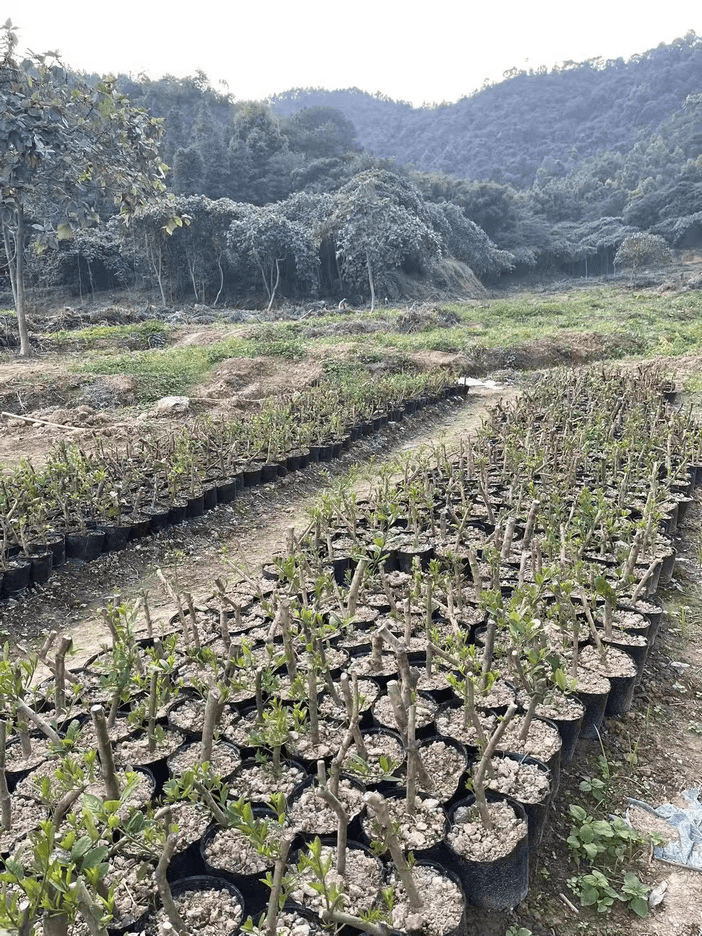 禄峒乡新项目，乡村发展的强大引擎